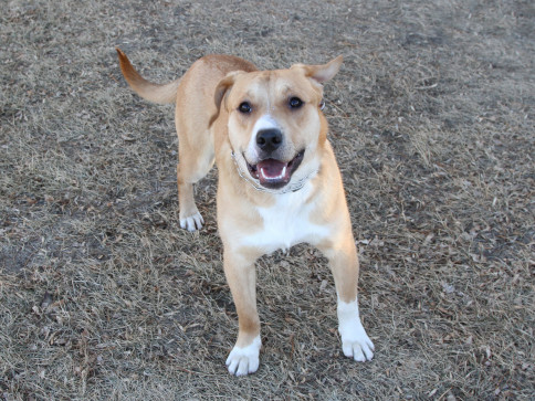 Available Dogs | Central Dakota Humane Society