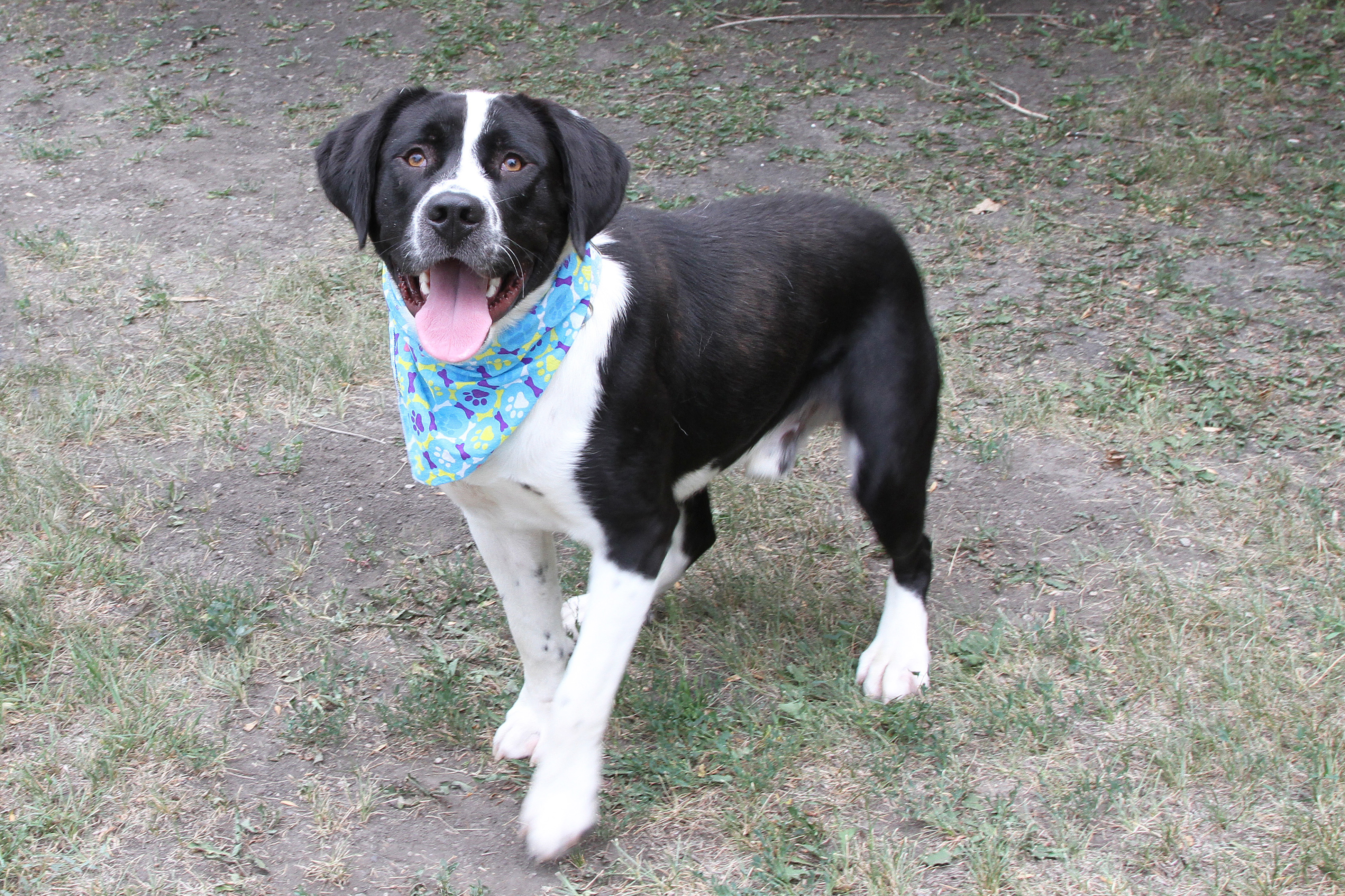 Available Dogs Central Dakota Humane Society