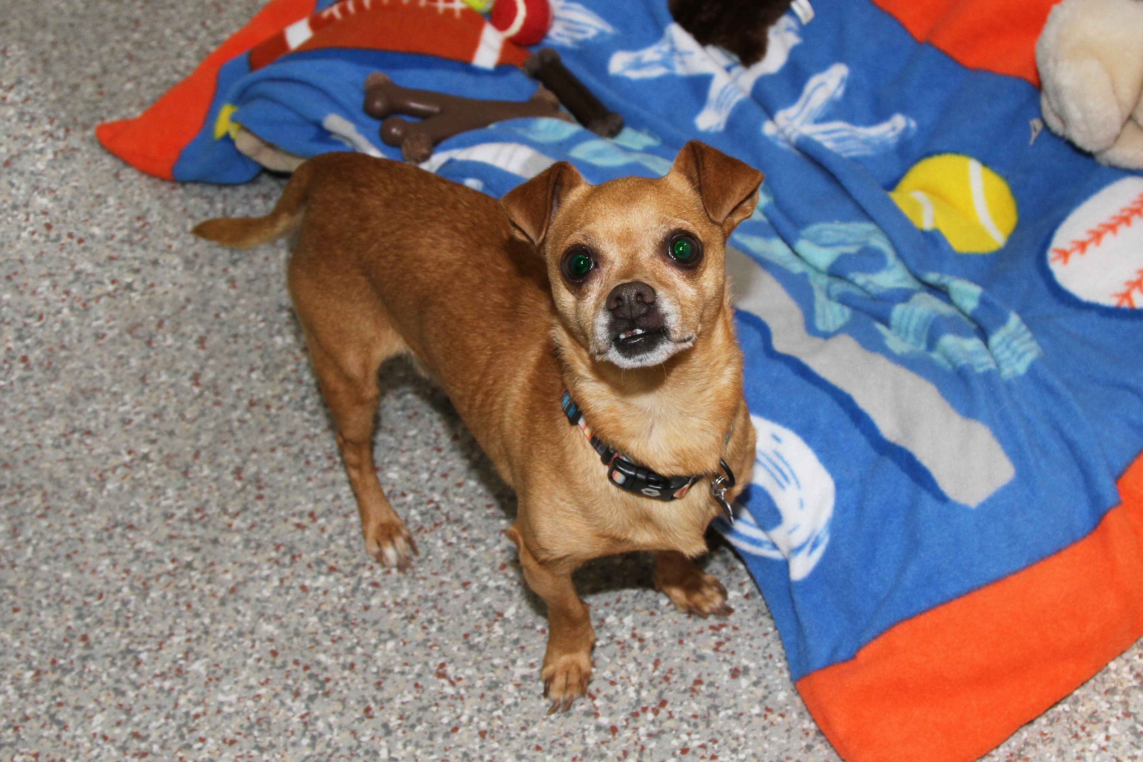 Available Dogs Central Dakota Humane Society