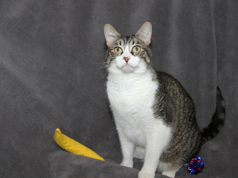 Available Cats | Central Dakota Humane Society