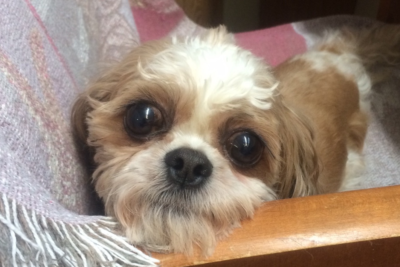 dakota humane society